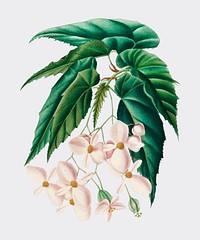 Begonia (Begonia incarnata) illustrated by C<a href="https://www.rawpixel.com/search/Charles%20Dessalines%20D%27%20Orbigny?&amp;page=1">harles Dessalines D&#39; Orbigny</a> (1806-1876). DDigitally enhanced from our own 1892 edition of Dictionnaire Universel D&#39;histoire Naturelle.