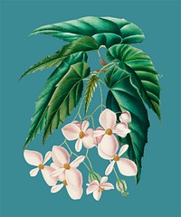 Begonia (Begonia incarnata) illustrated by <a href="https://www.rawpixel.com/search/Charles%20Dessalines%20D%27%20Orbigny?sort=curated&amp;page=1">Charles Dessalines D&#39; Orbigny</a> (1806-1876). DDigitally enhanced from our own 1892 edition of Dictionnaire Universel D&#39;histoire Naturelle.