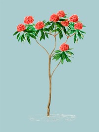 Rhododendron arboreum illustrated by <a href="https://www.rawpixel.com/search/Charles%20Dessalines%20D%27%20Orbigny?&amp;page=1">Charles Dessalines D&#39; Orbigny</a> (1806-1876). Digitally enhanced from our own 1892 edition of Dictionnaire Universel D&#39;histoire Naturelle.