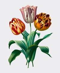 Didier's tulip (Tulipa gesneriana) illustrated by Charles Dessalines D' Orbigny (1806-1876). Digitally enhanced from our own 1892 edition of Dictionnaire Universel D'histoire Naturelle.
