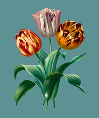 Didier&#39;s tulip (Tulipa gesneriana) illustrated by <a href="https://www.rawpixel.com/search/Charles%20Dessalines%20D%27%20Orbigny?&amp;page=1">Charles Dessalines D&#39; Orbigny</a> (1806-1876). Digitally enhanced from our own 1892 edition of Dictionnaire Universel D&#39;histoire Naturelle.