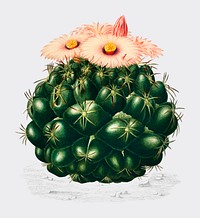 Starry Ball (Mammillaria elephantidens) illustrated by <a href="https://www.rawpixel.com/search/Charles%20Dessalines%20D%27%20Orbigny?&amp;page=1">Charles Dessalines D&#39; Orbigny</a> (1806-1876). Digitally enhanced from our own 1892 edition of Dictionnaire Universel D&#39;histoire Naturelle.