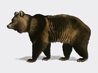 Brown Bear (Ursus Arctos) illustrated by <a href="https://www.rawpixel.com/search/Charles%20Dessalines%20D%27%20Orbigny?">Charles Dessalines D&#39; Orbigny</a> (1806-1876). Digitally enhanced from our own 1892 edition of Dictionnaire Universel D&#39;histoire Naturelle.