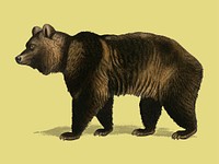 Brown Bear (Ursus Arctos) illustrated by <a href="https://www.rawpixel.com/search/Charles%20Dessalines%20D%27%20Orbigny?">Charles Dessalines D&#39; Orbigny</a> (1806-1876). Digitally enhanced from our own 1892 edition of Dictionnaire Universel D&#39;histoire Naturelle.