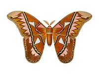 Attacus Atlas Moth (Attacus Aurora) illustrated by <a href="https://www.rawpixel.com/search/Charles%20Dessalines%20D%27%20Orbigny?&amp;page=1">Charles Dessalines D&#39; Orbigny </a>(1806-1876). Digitally enhanced from our own 1892 edition of Dictionnaire Universel D&#39;histoire Naturelle.