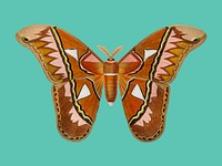Attacus Atlas Moth (Attacus Aurora) illustrated by <a href="https://www.rawpixel.com/search/Charles%20Dessalines%20D%27%20Orbigny?&amp;page=1">Charles Dessalines D&#39; Orbigny </a>(1806-1876). Digitally enhanced from our own 1892 edition of Dictionnaire Universel D&#39;histoire Naturelle.