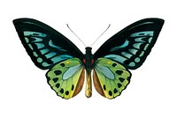 Green birdwing (Ornithoptera priamus) illustrated by <a href="https://www.rawpixel.com/search/Charles%20Dessalines%20D%27%20Orbigny?">Charles Dessalines D&#39; Orbigny</a> (1806-1876). Digitally enhanced from our own 1892 edition of Dictionnaire Universel D&#39;histoire Naturelle.
