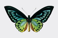 Green birdwing (Ornithoptera priamus) illustrated by <a href="https://www.rawpixel.com/search/Charles%20Dessalines%20D%27%20Orbigny?">Charles Dessalines D&#39; Orbigny</a> (1806-1876). Digitally enhanced from our own 1892 edition of Dictionnaire Universel D&#39;histoire Naturelle.