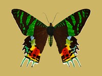 Madagascan Sunset Moth (Urania Riphaeus) illustrated by <a href="https://www.rawpixel.com/search/Charles%20Dessalines%20D%27%20Orbigny?&amp;page=1">Charles Dessalines D&#39; Orbigny</a> (1806-1876). Digitally enhanced from our own 1892 edition of Dictionnaire Universel D&#39;histoire Naturelle.
