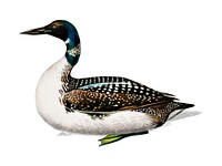 Loon (Gavia) illustrated by <a href="https://www.rawpixel.com/search/Charles%20Dessalines%20D%27%20Orbigny?&amp;page=1">Charles Dessalines D&#39; Orbigny</a> (1806-1876). Digitally enhanced from our own 1892 edition of Dictionnaire Universel D&#39;histoire Naturelle.