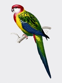 Psittacus carolinensis illustrated by <a href="https://www.rawpixel.com/search/Charles%20Dessalines%20D%27%20Orbigny?">Charles Dessalines D&#39; Orbigny</a> (1806-1876). Digitally enhanced from our own 1892 edition of Dictionnaire Universel D&#39;histoire Naturelle.