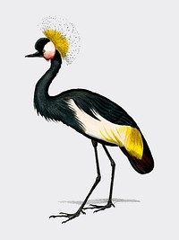 Black crowned crane (Balearica pavonina) illustrated by<a href="https://www.rawpixel.com/search/Charles%20Dessalines%20D%27%20Orbigny?&amp;page=1"> Charles Dessalines D&#39; Orbigny</a> (1806-1876). Digitally enhanced from our own 1892 edition of Dictionnaire Universel D&#39;histoire Naturelle.