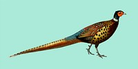 Ring-neckrd pheasant (Phasianus colchicus) illustrated by <a href="https://www.rawpixel.com/search/Charles%20Dessalines%20D%27%20Orbigny?&amp;page=1">Charles Dessalines D&#39; Orbigny</a> (1806-1876). Digitally enhanced from our own 1892 edition of Dictionnaire Universel D&#39;histoire Naturelle.
