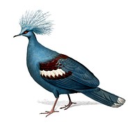 Crowned pigeon (Goura) illustrated by <a href="https://www.rawpixel.com/search/Charles%20Dessalines%20D%27%20Orbigny?sort=curated&amp;page=1">Charles Dessalines D&#39; Orbigny</a> (1806-1876). Digitally enhanced from our own 1892 edition of Dictionnaire Universel D&#39;histoire Naturelle.