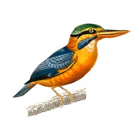 Rufous-collared kingfisher (Martin chasseur trapu) illustrated by <a href="https://www.rawpixel.com/search/Charles%20Dessalines%20D%27%20Orbigny?&amp;page=1">Charles Dessalines D&#39; Orbigny</a> (1806-1876). Digitally enhanced from our own 1892 edition of Dictionnaire Universel D&#39;histoire Naturelle.