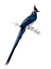 Black-throated magpie-jay (Pica colliei) illustrated by Charles Dessalines D' Orbigny (1806-1876). Digitally enhanced from our own 1892 edition of Dictionnaire Universel D'histoire Naturelle.