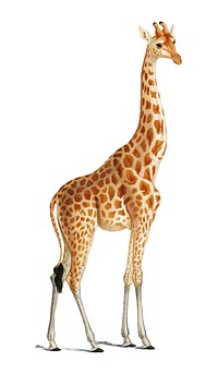 Giraffe (Giraffa camelopardalis) illustrated by <a href="https://www.rawpixel.com/search/Charles%20Dessalines%20D%27%20Orbigny?">Charles Dessalines D&#39; Orbigny</a> (1806-1876). Digitally enhanced from our own 1892 edition of Dictionnaire Universel D&#39;histoire Naturelle.