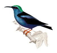 Red-legged honeycreeper (Caereba cyanea) illustrated by <a href="https://www.rawpixel.com/search/Charles%20Dessalines%20D%27%20Orbigny?&amp;page=1">Charles Dessalines D&#39; Orbigny</a> (1806-1876) .Digitally enhanced from our own 1892 edition of Dictionnaire Universel D&#39;histoire Naturelle.