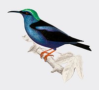 Red-legged honeycreeper (Caereba cyanea) illustrated by Charles Dessalines D' Orbigny (1806-1876) .Digitally enhanced from our own 1892 edition of Dictionnaire Universel D'histoire Naturelle.