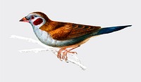 Red-cheeked Cordonbleu (Uraeginthus Bengalus) illustrated by <a href="https://www.rawpixel.com/search/Charles%20Dessalines%20D%27%20Orbigny?&amp;page=1">Charles Dessalines D&#39; Orbigny</a> (1806-1876). Digitally enhanced from our own 1892 edition of Dictionnaire Universel D&#39;histoire Naturelle.