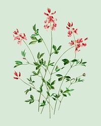 Indigofera procumbens illustrated by Charles Dessalines D' Orbigny (1806-1876). Digitally enhanced from our own 1892 edition of Dictionnaire Universel D'histoire Naturelle.