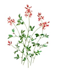 Indigofera procumbens illustrated by Charles Dessalines D' Orbigny (1806-1876). Digitally enhanced from our own 1892 edition of Dictionnaire Universel D'histoire Naturelle.