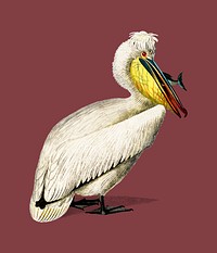 Pelican (Pelecanus) illustrated by <a href="https://www.rawpixel.com/search/Charles%20Dessalines%20D%27%20Orbigny?sort=curated&amp;page=1">Charles Dessalines D&#39; Orbigny</a> (1806-1876). Digitally enhanced from our own 1892 edition of Dictionnaire Universel D&#39;histoire Naturelle.