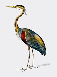 Purple heron (Ardea purpurea) illustrated by Charles Dessalines D' Orbigny (1806-1876). Digitally enhanced from our own 1892 edition of Dictionnaire Universel D'histoire Naturelle.