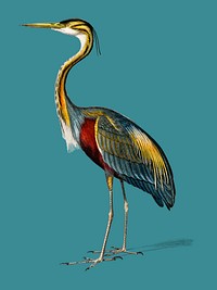 Purple heron (Ardea purpurea) illustrated by<a href="https://www.rawpixel.com/search/Charles%20Dessalines%20D%27%20Orbigny?&amp;page=1"> Charles Dessalines D&#39; Orbigny</a> (1806-1876). Digitally enhanced from our own 1892 edition of Dictionnaire Universel D&#39;histoire Naturelle.