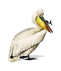 Pelican (Pelecanus) illustrated by <a href="https://www.rawpixel.com/search/Charles%20Dessalines%20D%27%20Orbigny?sort=curated&amp;page=1">Charles Dessalines D&#39; Orbigny</a> (1806-1876). Digitally enhanced from our own 1892 edition of Dictionnaire Universel D&#39;histoire Naturelle.