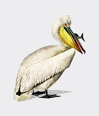 Pelican (Pelecanus) illustrated by Charles Dessalines D' Orbigny (1806-1876). Digitally enhanced from our own 1892 edition of Dictionnaire Universel D'histoire Naturelle.