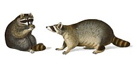 Raccoon (Procyon lotor) illustrated by <a href="https://www.rawpixel.com/search/Charles%20Dessalines%20D%27%20Orbigny?&amp;page=1">Charles Dessalines D&#39; Orbigny </a>(1806-1876). Digitally enhanced from our own 1892 edition of Dictionnaire Universel D&#39;histoire Naturelle.