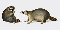 Raccoon (Procyon lotor) illustrated by <a href="https://www.rawpixel.com/search/Charles%20Dessalines%20D%27%20Orbigny?&amp;page=1">Charles Dessalines D&#39; Orbigny </a>(1806-1876). Digitally enhanced from our own 1892 edition of Dictionnaire Universel D&#39;histoire Naturelle.