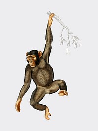 Chimpangze (Troglodyte Chimpanze) illustrated by <a href="https://www.rawpixel.com/search/Charles%20Dessalines%20D%27%20Orbigny?&amp;page=1">Charles Dessalines D&#39; Orbigny</a> (1806-1876). Digitally enhanced from our own 1892 edition of Dictionnaire Universel D&#39;histoire Naturelle.