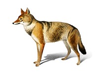 Golden Jackal (Canis Aureus) illustrated by <a href="https://www.rawpixel.com/search/Charles%20Dessalines%20D%27%20Orbigny?&amp;page=1">Charles Dessalines D&#39; Orbigny </a>(1806-1876). Digitally enhanced from our own 1892 edition of Dictionnaire Universel D&#39;histoire Naturelle.