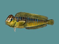 Flathead grey mullet (Mugil cephalus) illustrated by <a href="https://www.rawpixel.com/search/Charles%20Dessalines%20D%27%20Orbigny?&amp;page=1">Charles Dessalines D&#39; Orbigny</a> (1806-1876). Digitally enhanced from our own 1892 edition of Dictionnaire Universel D&#39;histoire Naturelle.