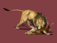 Lion (Panthera Leo) illustrated by <a href="https://www.rawpixel.com/search/Charles%20Dessalines%20D%27%20Orbigny?">Charles Dessalines D&#39; Orbigny</a> (1806-1876). Digitally enhanced from our own 1892 edition of Dictionnaire Universel D&#39;histoire Naturelle.
