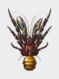 Coconut Crab (Birgus latroi) illustrated by Charles Dessalines D' Orbigny (1806-1876). Digitally enhanced from our own 1892 edition of Dictionnaire Universel D'histoire Naturelle.