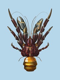 Coconut Crab (Birgus latroi) illustrated by Charles Dessalines D' Orbigny (1806-1876). Digitally enhanced from our own 1892 edition of Dictionnaire Universel D'histoire Naturelle.