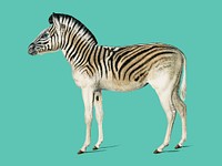 Mountain Zebra (Dauw) illustrated by <a href="https://www.rawpixel.com/search/Charles%20Dessalines%20D%27%20Orbigny?&amp;page=1">Charles Dessalines D&#39; Orbigny </a>(1806-1876). Digitally enhanced from our own 1892 edition of Dictionnaire Universel D&#39;histoire Naturelle.