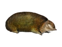 Golden mole (Chrysochloridae) illustrated by <a href="https://www.rawpixel.com/search/Charles%20Dessalines%20D%27%20Orbigny?&amp;page=1">Charles Dessalines D&#39; Orbigny</a> (1806-1876). Digitally enhanced from our own 1892 edition of Dictionnaire Universel D&#39;histoire Naturelle.