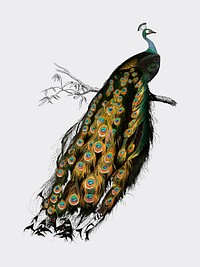 Indian peafowl (Pavo Cristatus) illustrated by <a href="https://www.rawpixel.com/search/Charles%20Dessalines%20D%27%20Orbigny?">Charles Dessalines D&#39; Orbigny</a> (1806-1876). Digitally enhanced from our own 1892 edition of Dictionnaire Universel D&#39;histoire Naturelle.