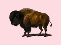 Bison (Bos americanus) illustrated by Charles Dessalines D' Orbigny (1806-1876). Digitally enhanced from our own 1892 edition of Dictionnaire Universel D'histoire Naturelle.