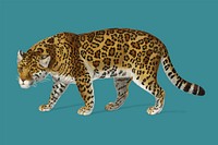 Jaguar (Panthera Onca) illustrated by <a href="https://www.rawpixel.com/search/Charles%20Dessalines%20D%27%20Orbigny?">Charles Dessalines D&#39; Orbigny</a> (1806-1876). Digitally enhanced from our own 1892 edition of Dictionnaire Universel D&#39;histoire Naturelle.