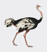 Common ostrich (Struthio camelus) illustrated by <a href="https://www.rawpixel.com/search/Charles%20Dessalines%20D%27%20Orbigny?">Charles Dessalines D&#39; Orbigny</a> (1806-1876). Digitally enhanced from our own 1892 edition of Dictionnaire Universel D&#39;histoire Naturelle.