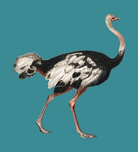 Common ostrich (Struthio camelus) illustrated by <a href="https://www.rawpixel.com/search/Charles%20Dessalines%20D%27%20Orbigny?">Charles Dessalines D&#39; Orbigny</a> (1806-1876). Digitally enhanced from our own 1892 edition of Dictionnaire Universel D&#39;histoire Naturelle.