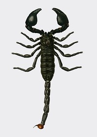 The Emperor Scorpion (Buthus Afer) illustrated by Charles Dessalines D' Orbigny (1806-1876). Digitally enhanced from our own 1892 edition of Dictionnaire Universel D'histoire Naturelle.
