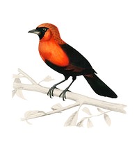 Masked crimson tanager (Ramphocelus Nigrogularis) illustrated by Charles Dessalines D' Orbigny (1806-1876). Digitally enhanced from our own 1892 edition of Dictionnaire Universel D'histoire Naturelle.