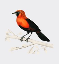 Masked crimson tanager (Ramphocelus Nigrogularis) illustrated by <a href="https://www.rawpixel.com/search/Charles%20Dessalines%20D%27%20Orbigny?&amp;page=1">Charles Dessalines D&#39; Orbigny </a>(1806-1876). Digitally enhanced from our own 1892 edition of Dictionnaire Universel D&#39;histoire Naturelle.
