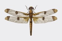 Painted skimmer (Libellula Hersilia) illustrated by <a href="https://www.rawpixel.com/search/Charles%20Dessalines%20D%27%20Orbigny?&amp;page=1">Charles Dessalines D&#39; Orbigny</a> (1806-1876). Digitally enhanced from our own 1892 edition of Dictionnaire Universel D&#39;histoire Naturelle.